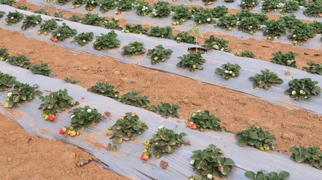 Growing Strawberry in Uttar Pradesh?!