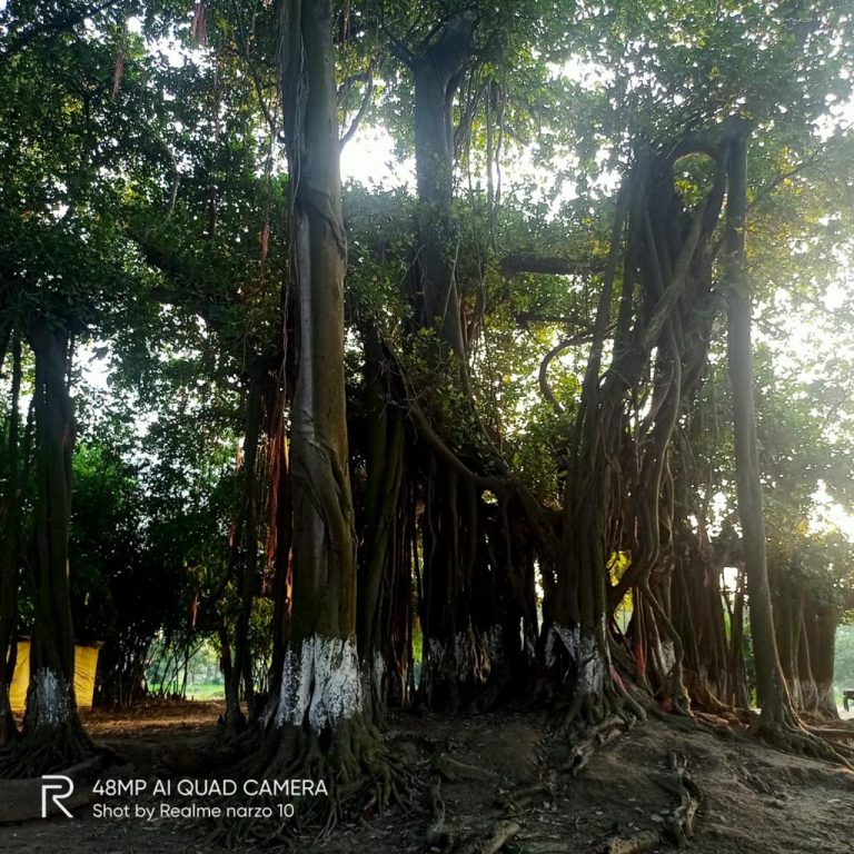 Protecting Old Trees - https://indianmasterminds.com