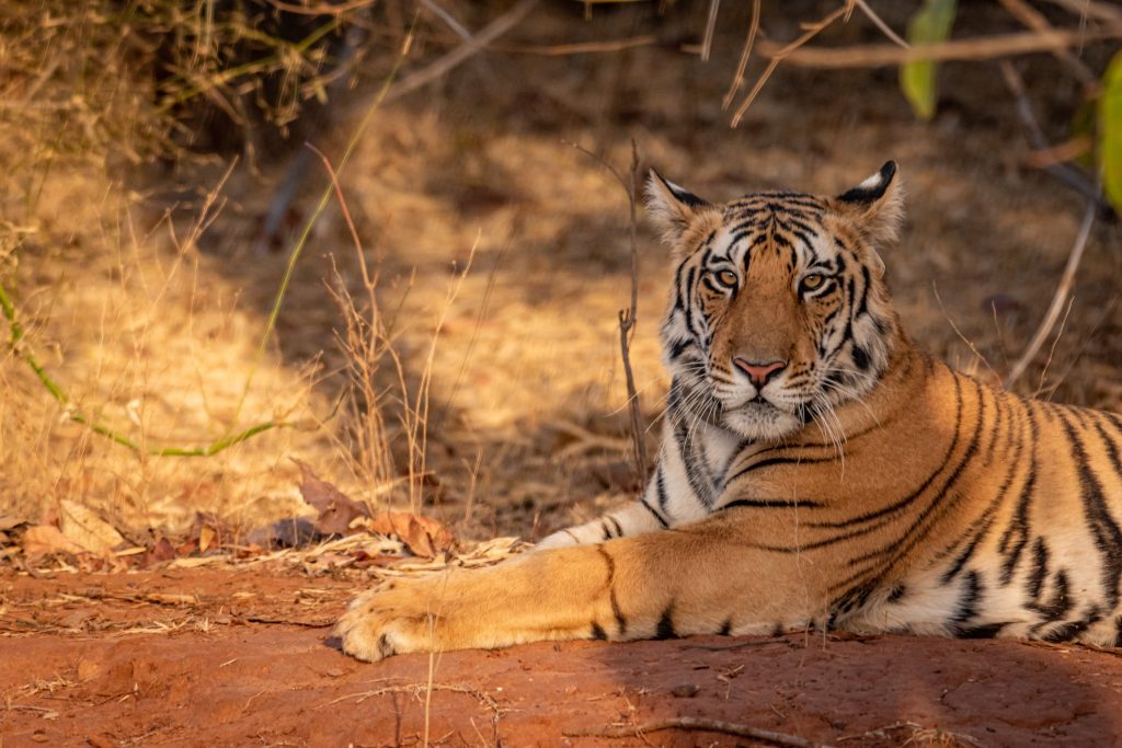 Panna Tiger Reserve: Smart Classes for Children Living on its Fringes ...