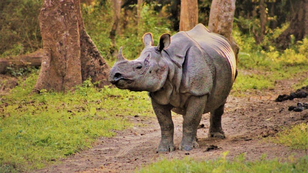 Animals Explore New Habitats as Kaziranga Reclaims Encroached Land - Indian  Masterminds - Bureaucracy, Bureaucrats, Policy, IAS, IPS, IRS, IFS, Civil  Services, UPSC, Government, PSUs complete information, NEWS, Transfers,  Features, and Opinion.