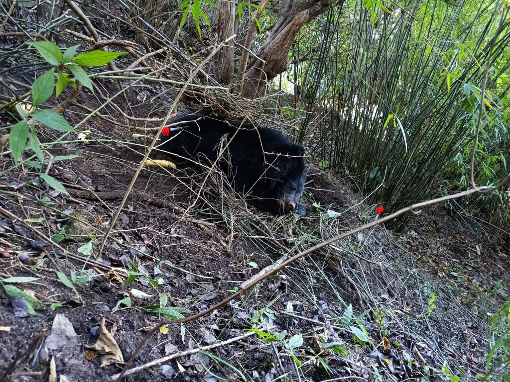 How an IFS Rescued a Young Himalayan Black Bear and Released It Back ...