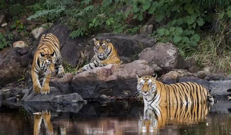 Panna-Tiger-reserve