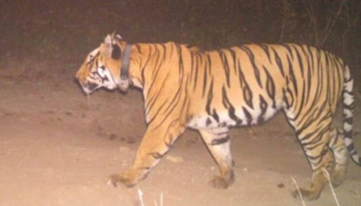As Tiger Attacks Increase, Gadchiroli Forest Department Alerts Villagers  Against Straying Far Into the Big Cats' Territories - Indian Masterminds -  Bureaucracy, Bureaucrats, Policy, IAS, IPS, IRS, IFS, Civil Services, UPSC,  Government,