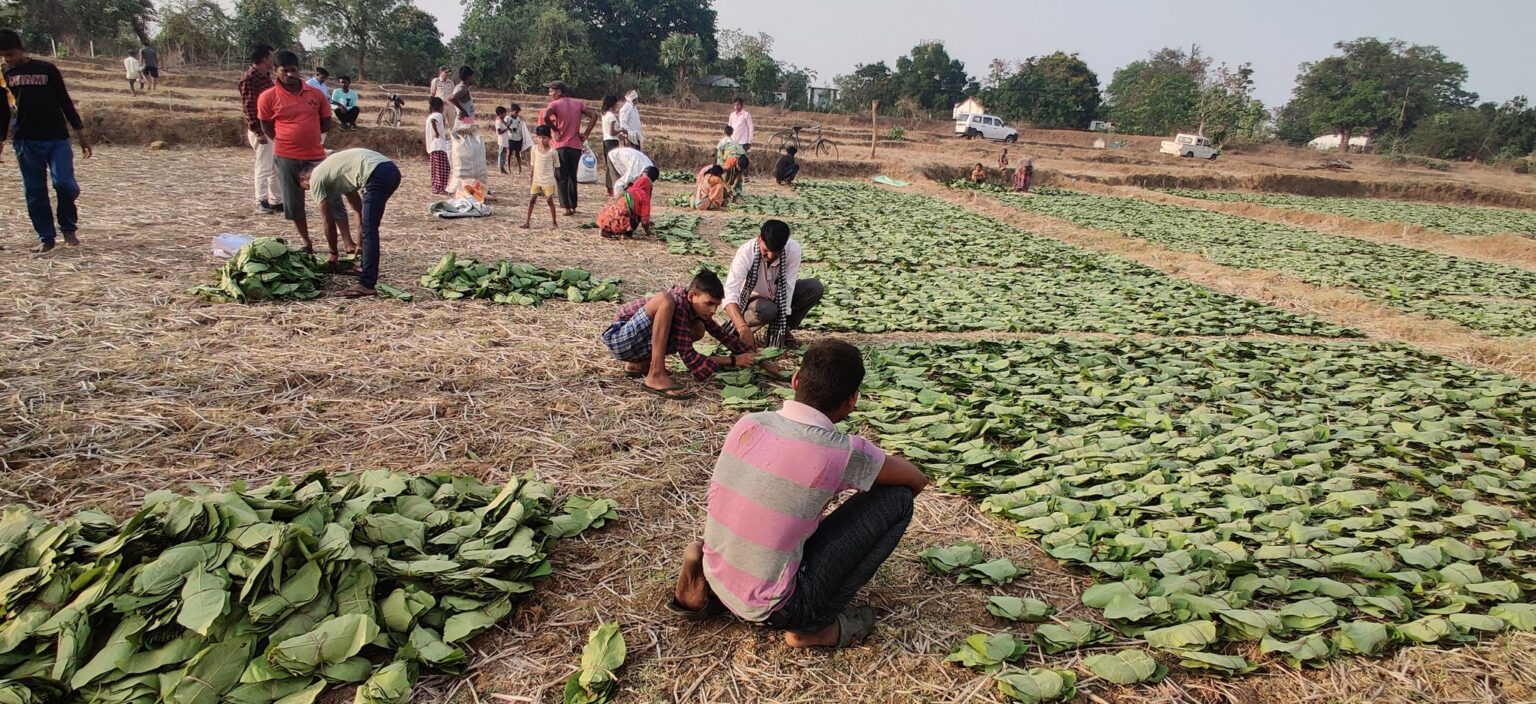 Gadchiroli: A Forest Preservation Project that also Generates ...