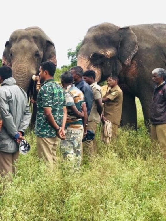 Trenches, Solar Fences Keeping Elephants Away From Tamil Hamlets