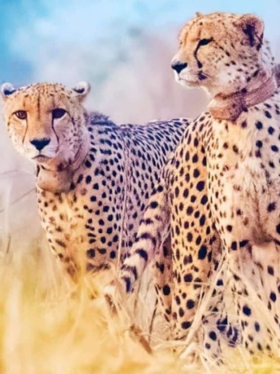 A Masterplan To Develop Cheetahs’ Kuno-Palpur Park