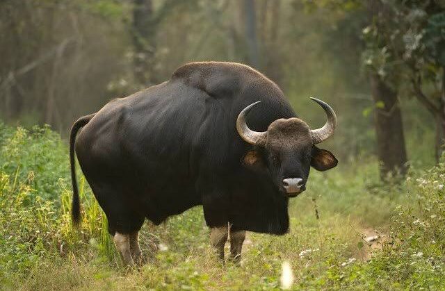 Reviving Gaur Population In India - Indian Masterminds - Bureaucracy,  Bureaucrats, Policy, IAS, IPS, IRS, IFS, Civil Services, UPSC, Government,  PSUs complete information, NEWS, Transfers, Features, and Opinion.