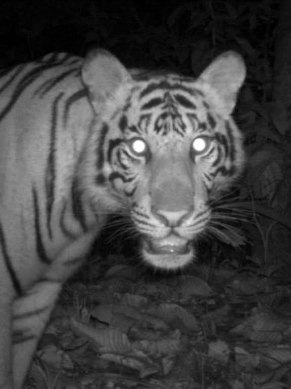 Camera Traps: A Key Conduit To Wildlife Conservation