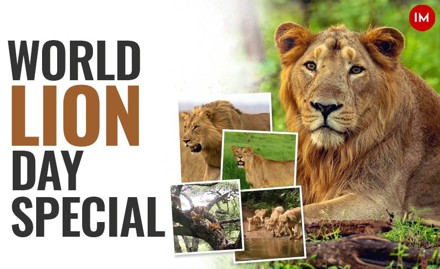 World Lion Day 2023: 'Steady rise in lion population in India in