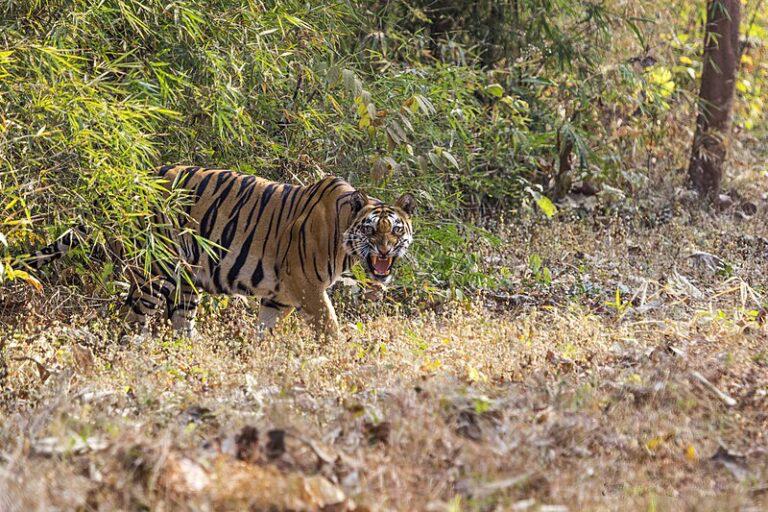 Tiger Attacks Maharashtra