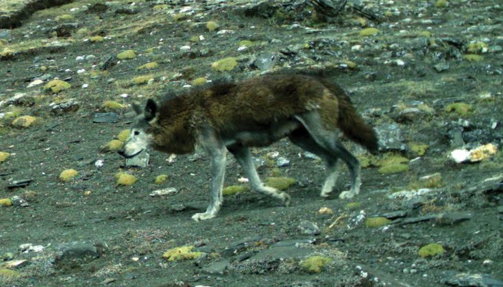 Himalayan Wolf Declared ‘Vulnerable’ By IUCN