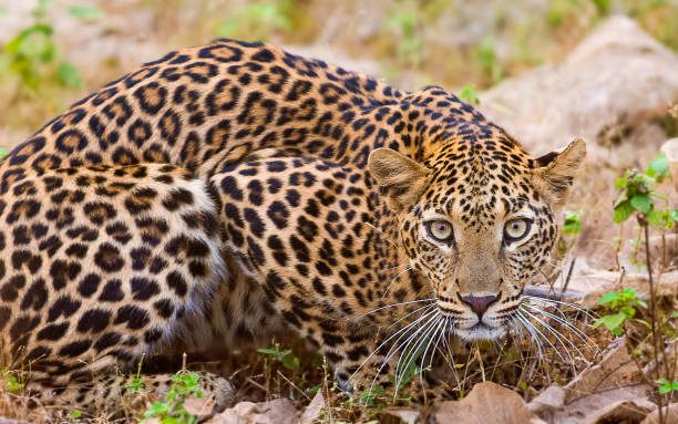 Leopard Maharashtra