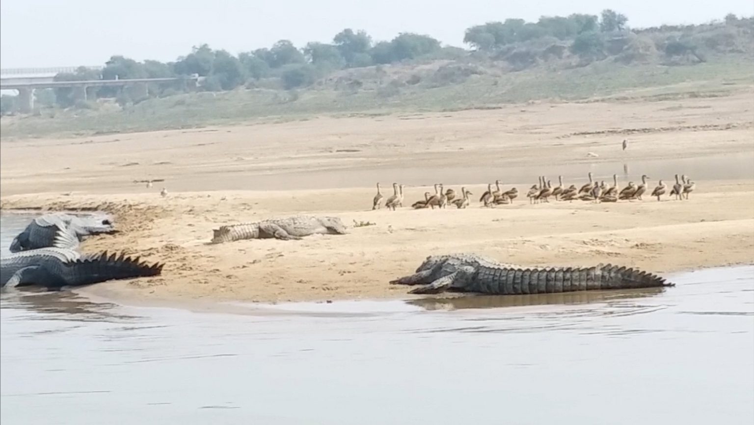 From Infamy to Conservation Triumph: The Resurgence of Gharials in ...