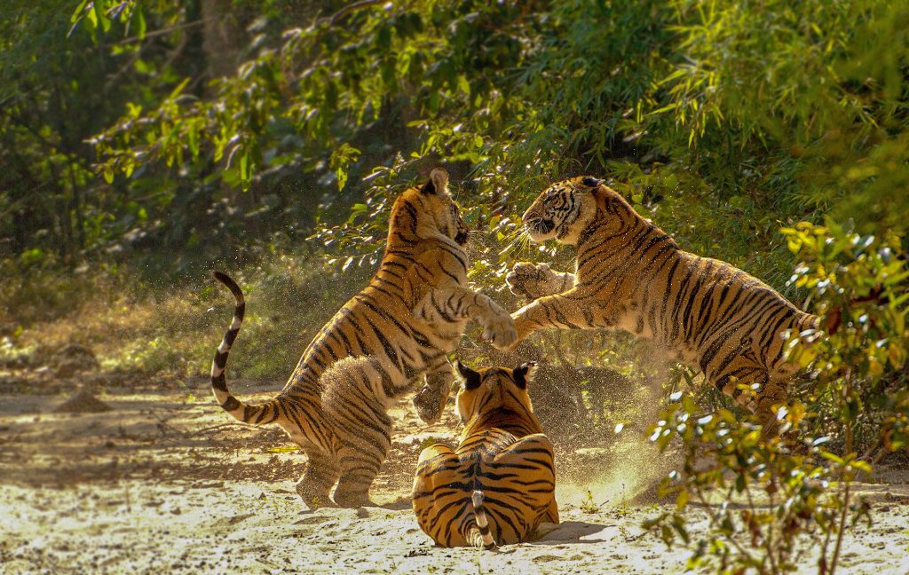 Bandhavgarh (Image Credit: MP Tourism Board)