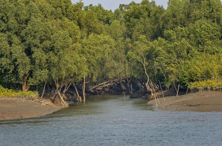 Sundarban Forest