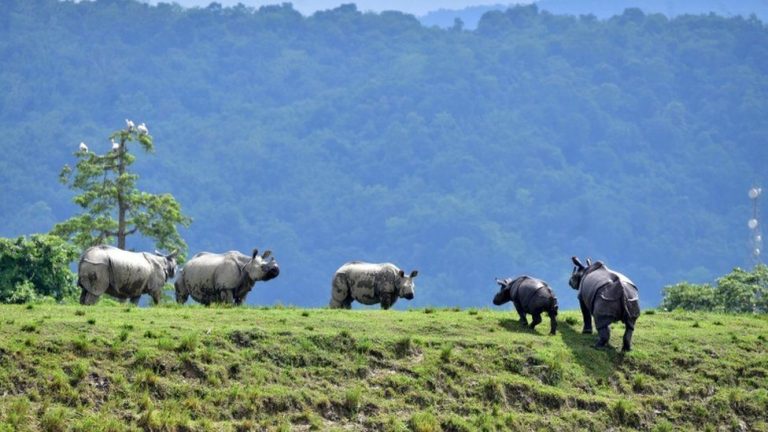 kaziranga-rhinos-return