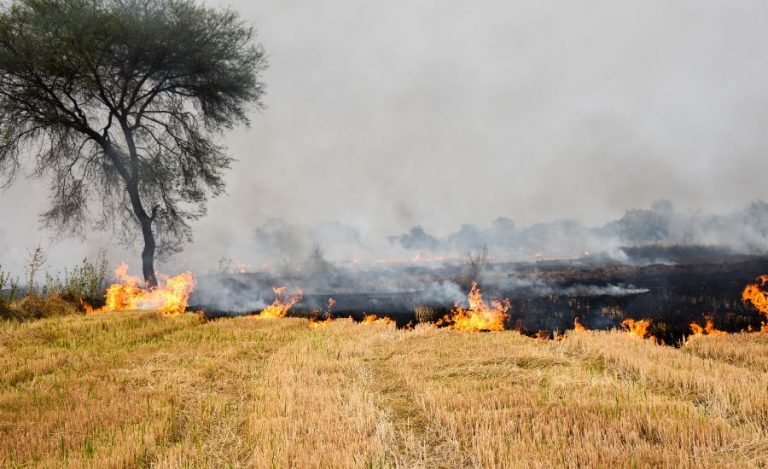 Stubble Burning