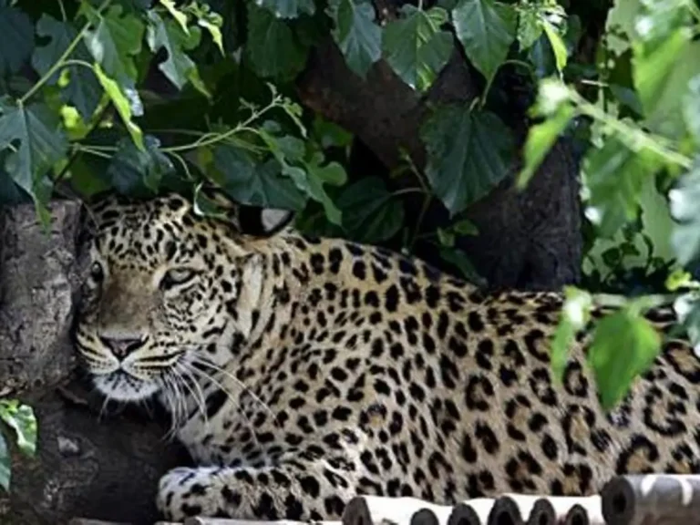 Udaipur Leopard