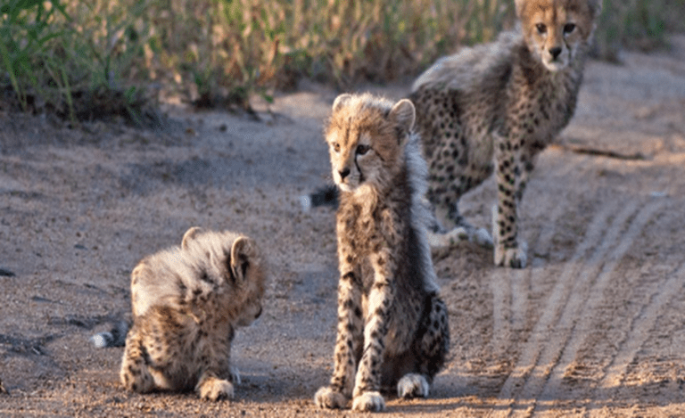 Cheetah Cub