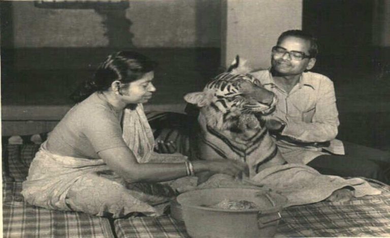 Saroj Raj Choudhury Khairi Tigress