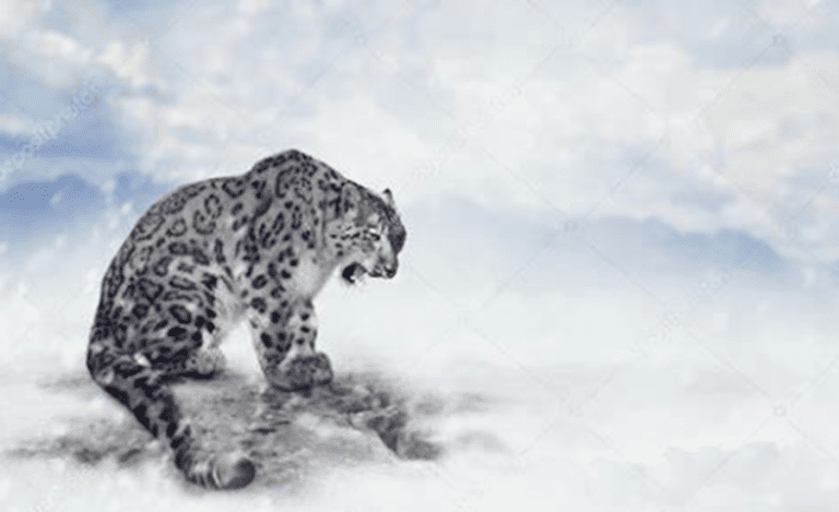 Snow Leopard