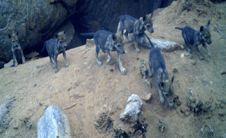 Wolf Cubs