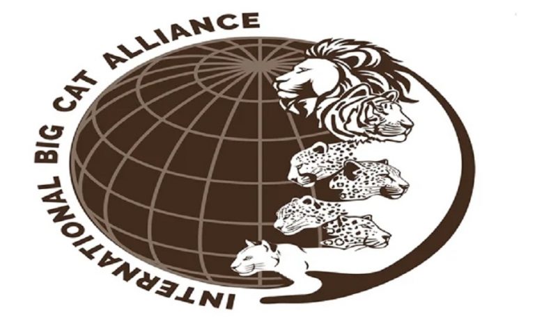 international big cat alliance IBCA