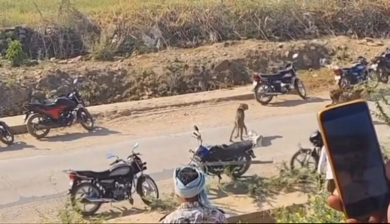 Cheetah Family Escapes Attack by Villagers as Forest Officials Step in ...