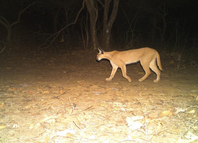 Caracal