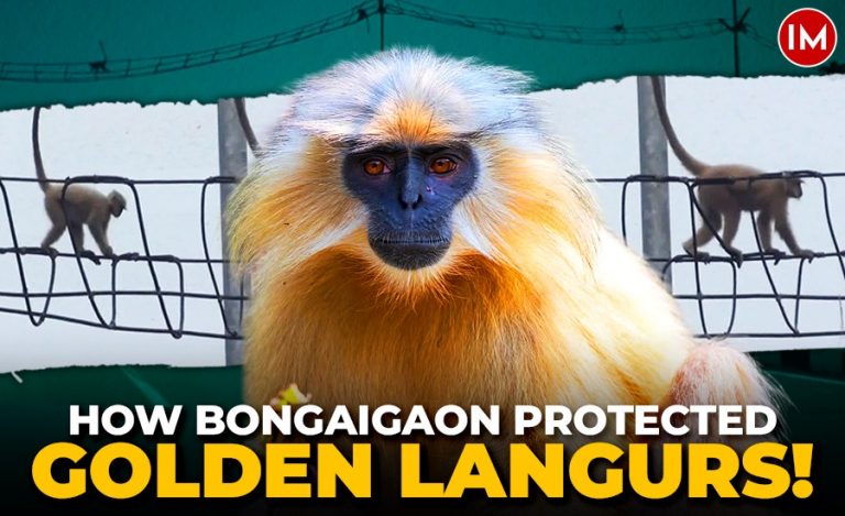 Golden langurs