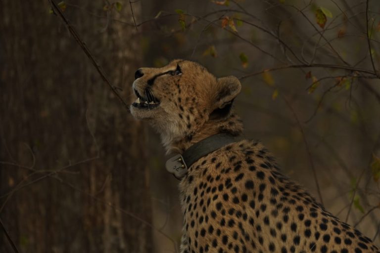 Mukhi Project Cheetah  (2)