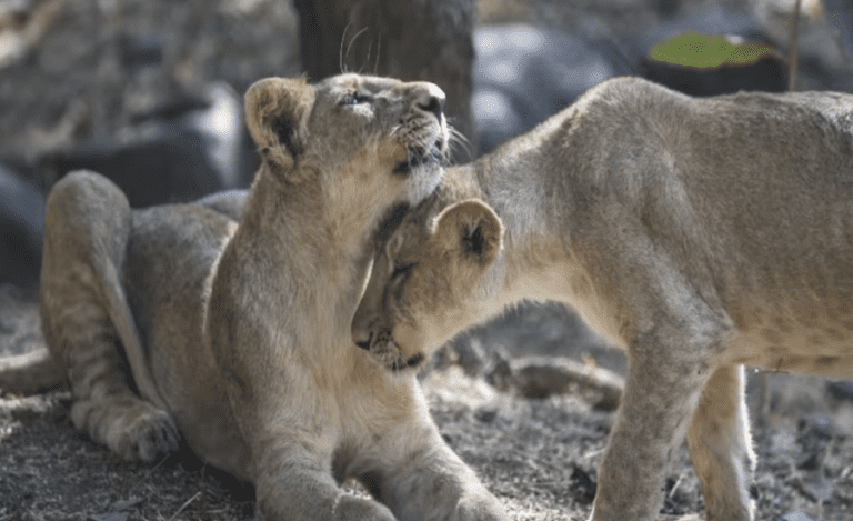 Asiatic Lions