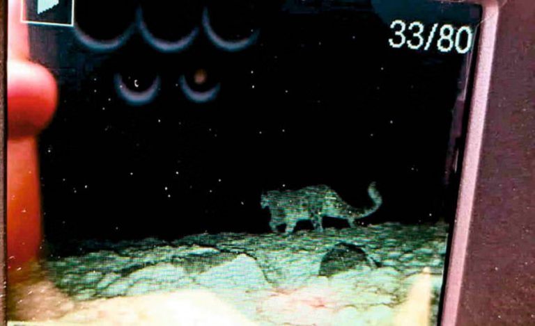 SnowLeopard