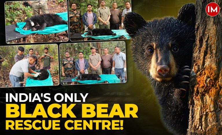 Asiatic Black Bear