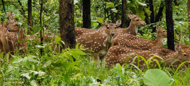 pENCH TIGER RESERVE HERBIVOROUS