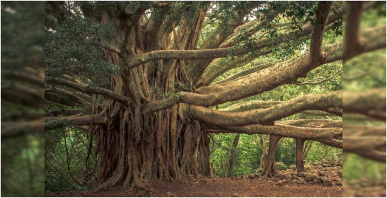 Bihar Identifies 32 Heritage Trees, Including 500-Year-Old Banyan in Aurangabad