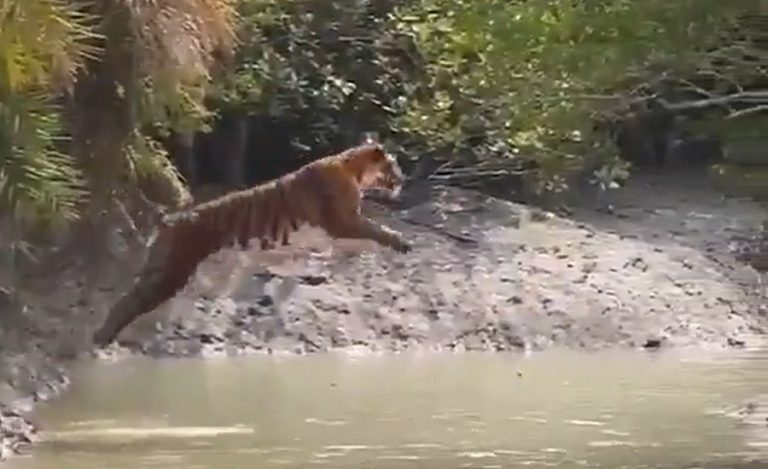 Tiger jump Sundarban