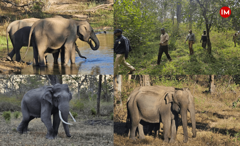 Elephant Census