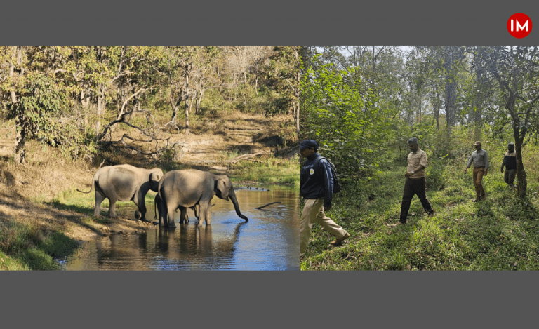 Elephant census