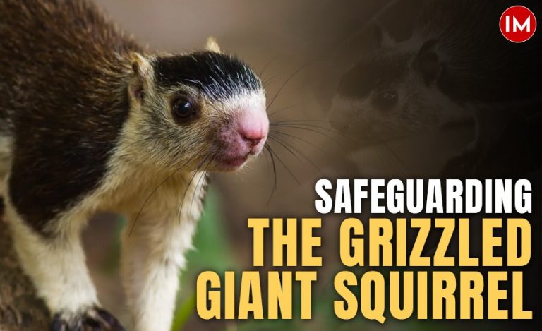 giant squirrel