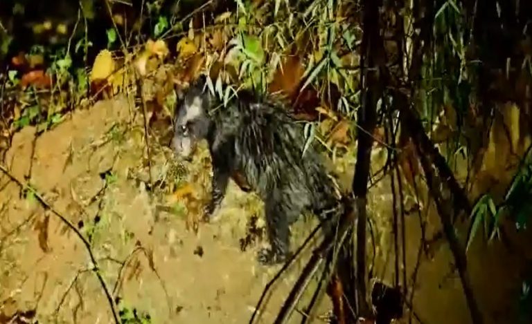 Bandhavgarh National Park