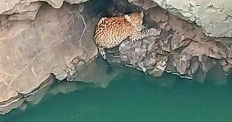 Leopard into Well Indore