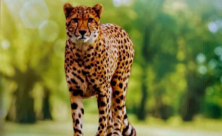 Cheetah Nabha