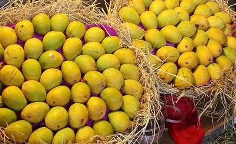 Gujarat Kesar mango export