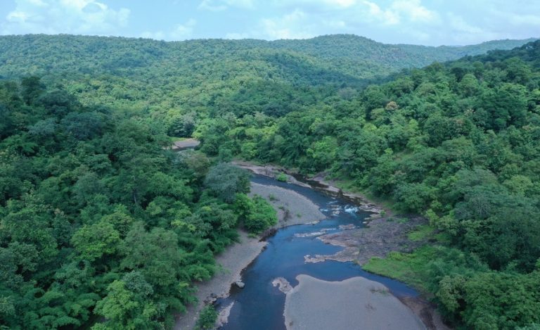 Gujarat tree cover growth