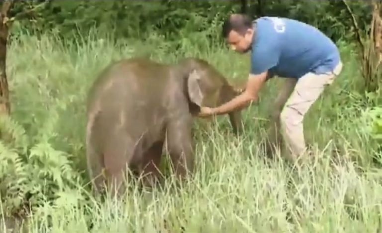 Kaziranga Baby Elephant