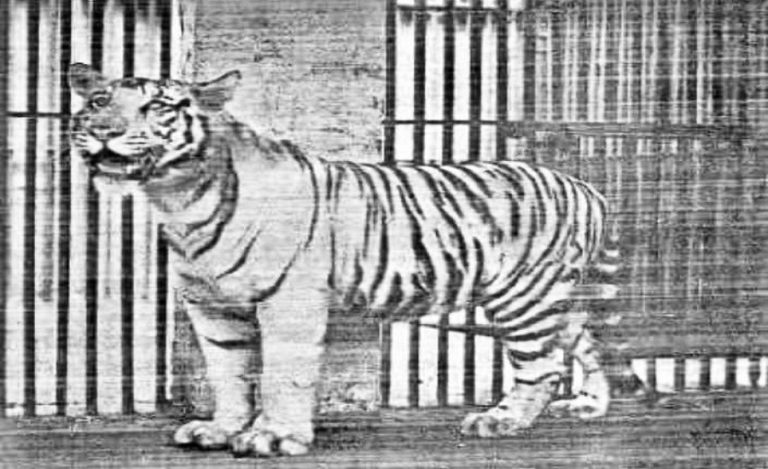 Mohan white tiger legacy
