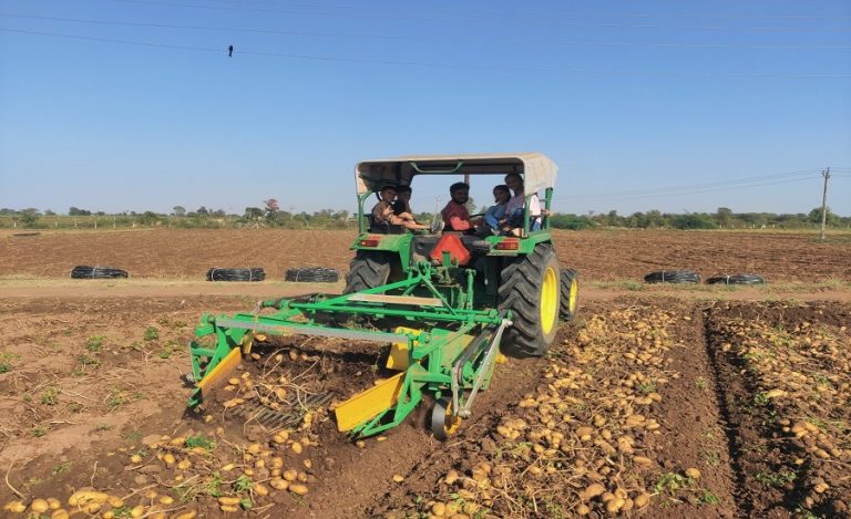 Processed potato production