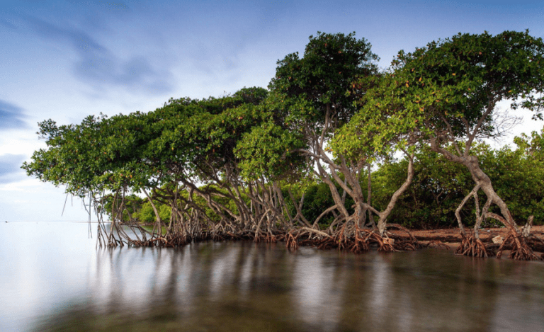 Mangroves