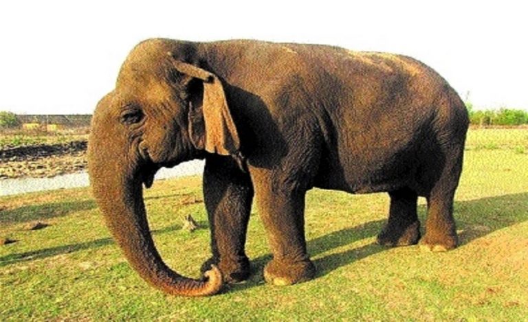Vatsala Panna Tiger